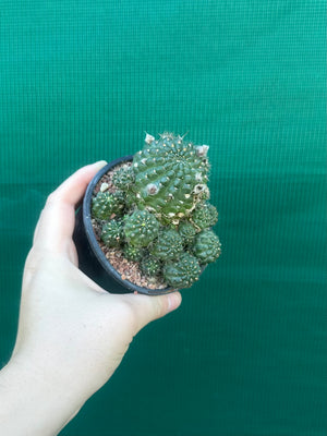 Lobivia arachnacantha hybrid