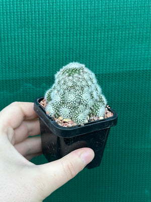 Parodia scopa caespitosa v minor
