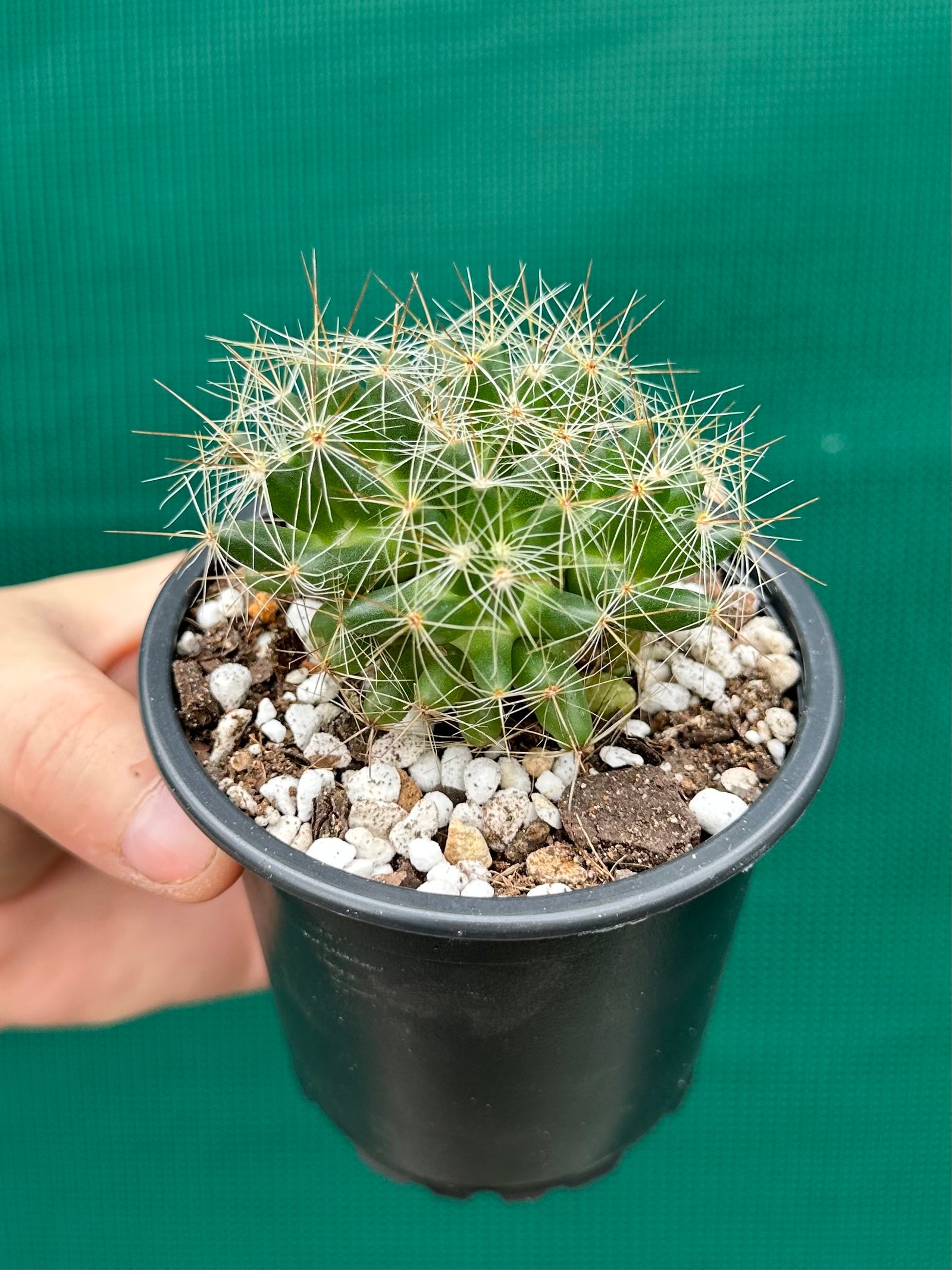 Mammillaria