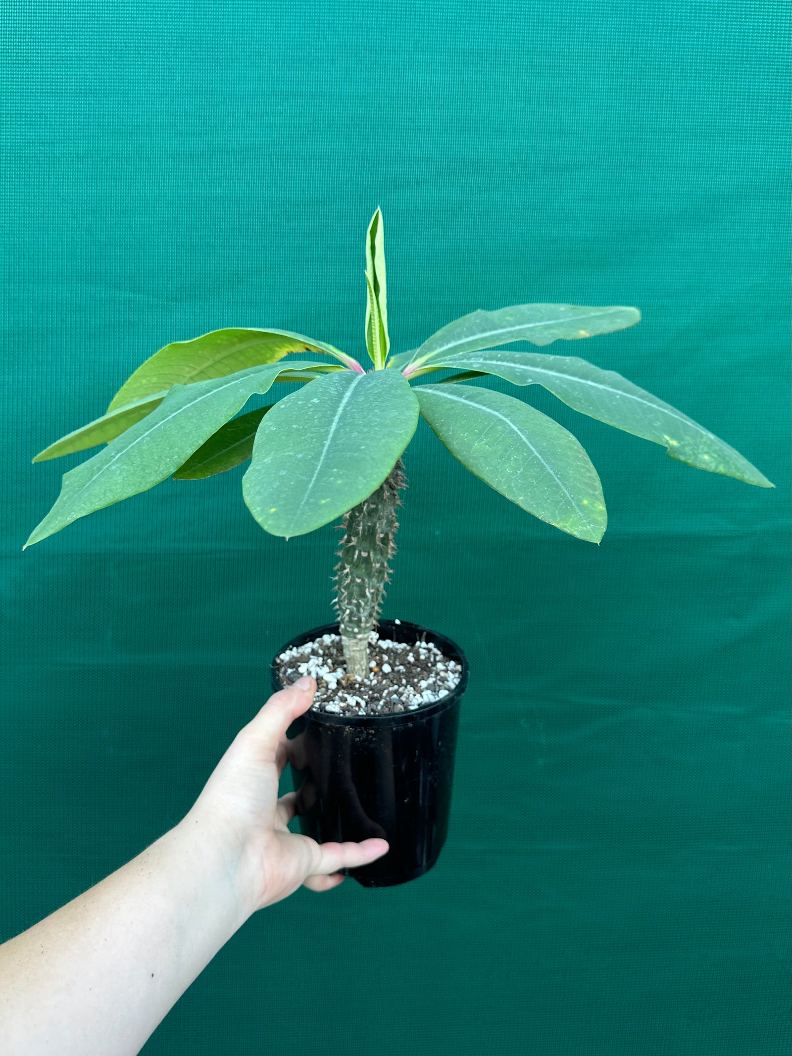 Euphorbia viguieri
