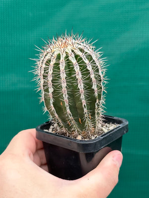 Echinopsis haku jo