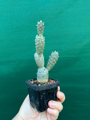 Tephrocactus Articulatus