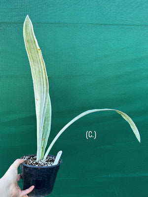 Sansevieria ‘Siam Silver’