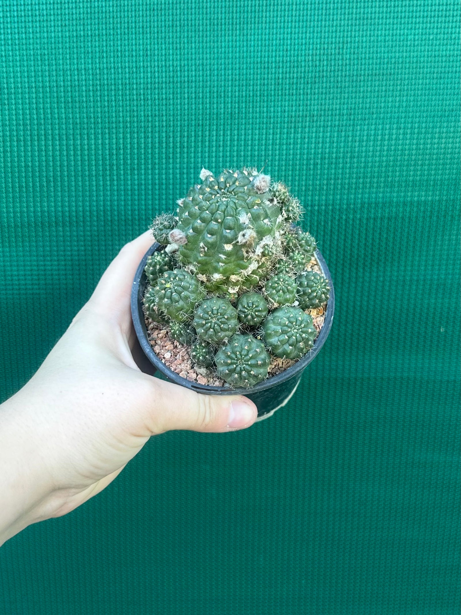 Lobivia arachnacantha hybrid