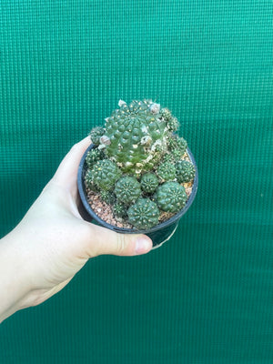 Lobivia arachnacantha hybrid