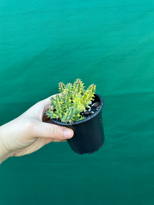 Huernia Zebrina variegated