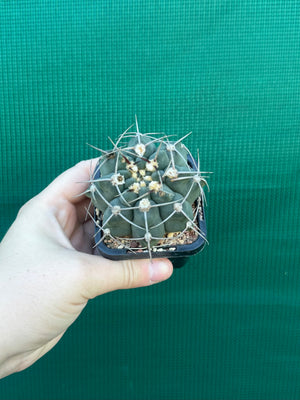 Gymnocalycium capillaense