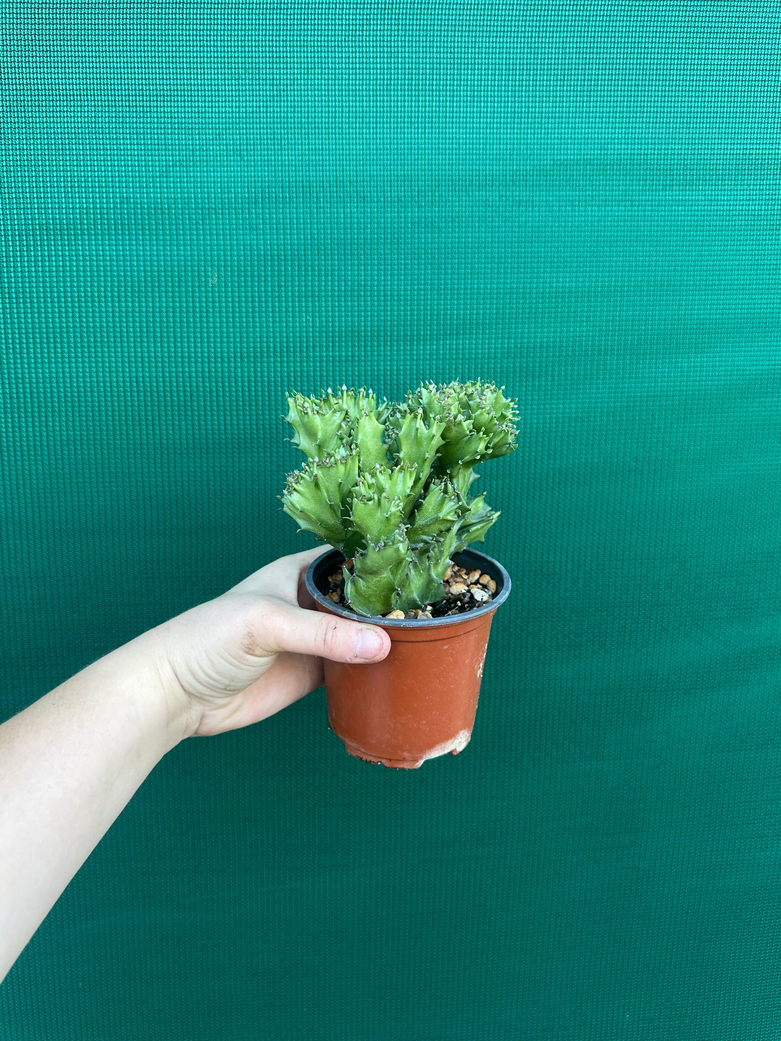 Crested Euphorbia lactea cristata