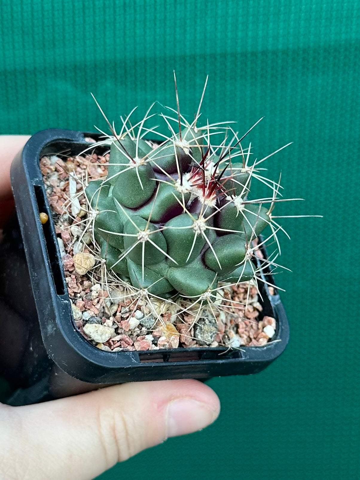 Thelocactus freudenbergeri