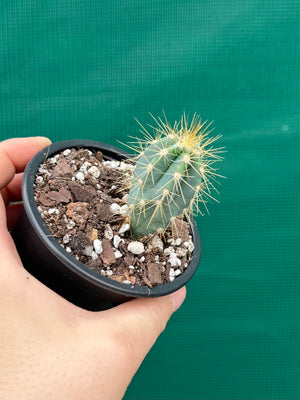 Pilocereus