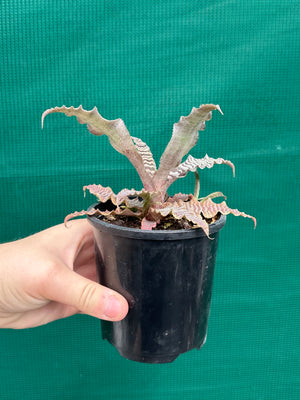 Cryptanthus