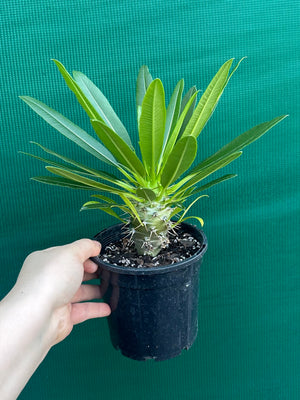 Pachypodium fiherense