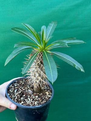 Pachypodium lamerei