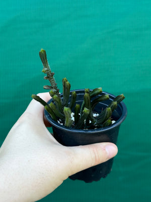 Crassula muscosa