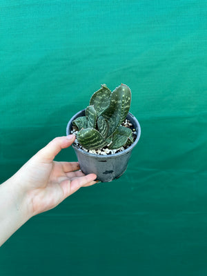 Gasteria excelsa hybrid