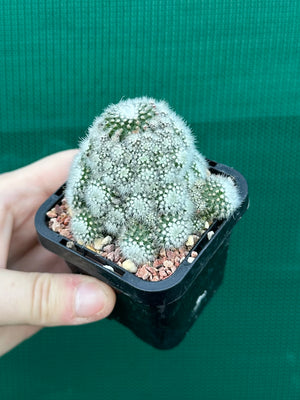 Parodia scopa caespitosa v minor