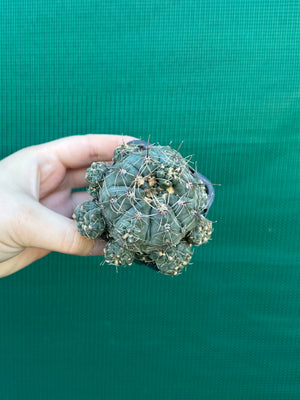 Gymnocalycium baldianum