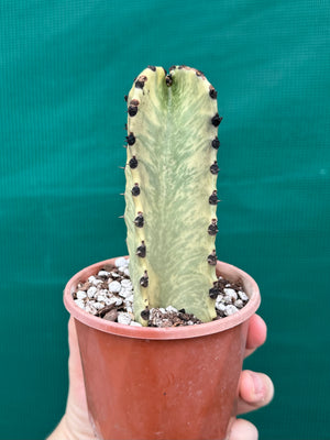 Euphorbia ammak variegata