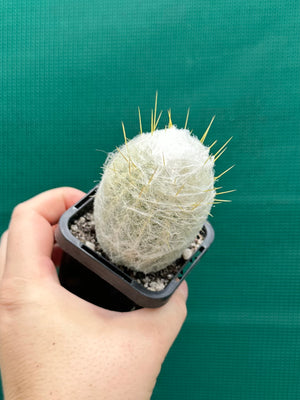 Espostoa melanostele