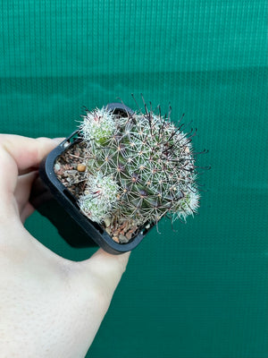 Mammillaria beneckii
