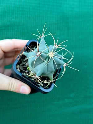 Ferocactus histrix
