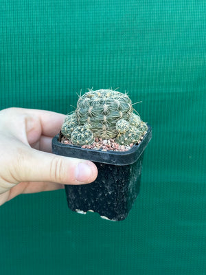 Gymnocalycium bruchii