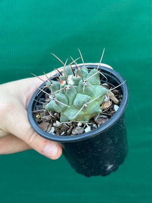 Thelocactus rinconensis ssp rinconensis