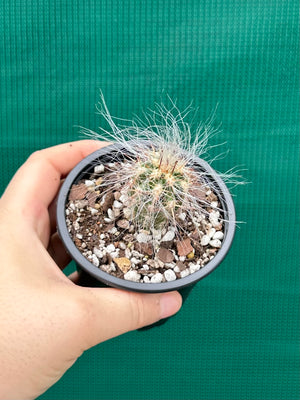 Oreocereus celsianus