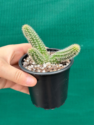 Echinopsis Chamaecereus Peanut Cactus
