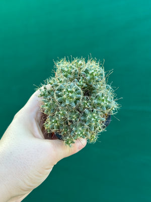 Mammillaria surculosa
