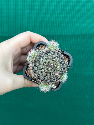 Mammillaria beneckii