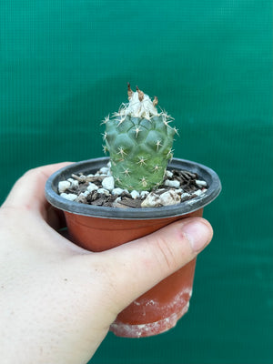 Turbinicarpus lophophoroides