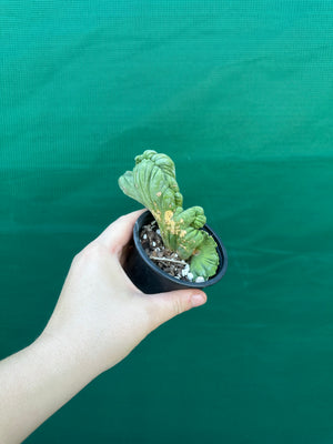 Trichocereus bridgesii crest