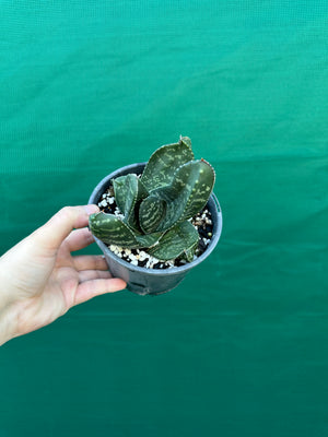 Gasteria excelsa hybrid