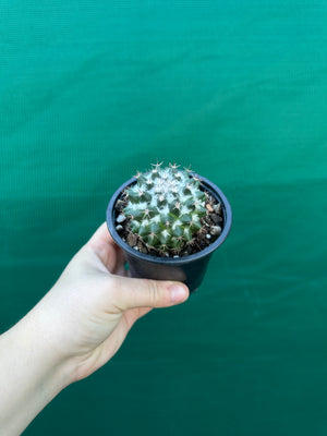 Mammillaria scrippsiana