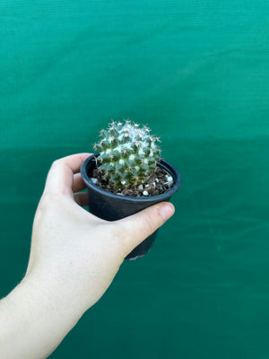 Mammillaria scrippsiana