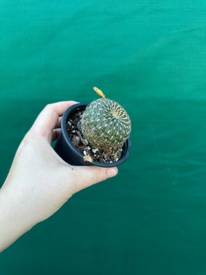 Sulcorebutia arenacea