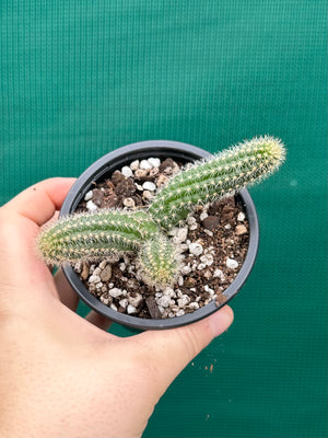 Echinopsis Chamaecereus Peanut Cactus