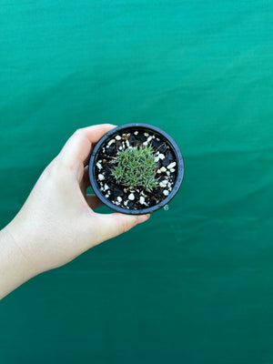 Deuterocohnia brevifolia