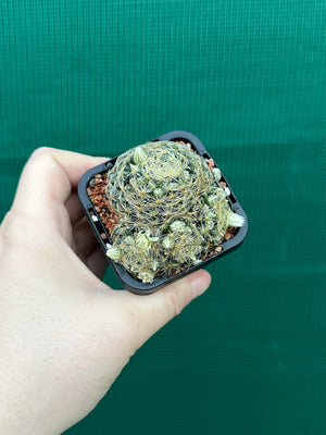 Mammillaria dumetorum