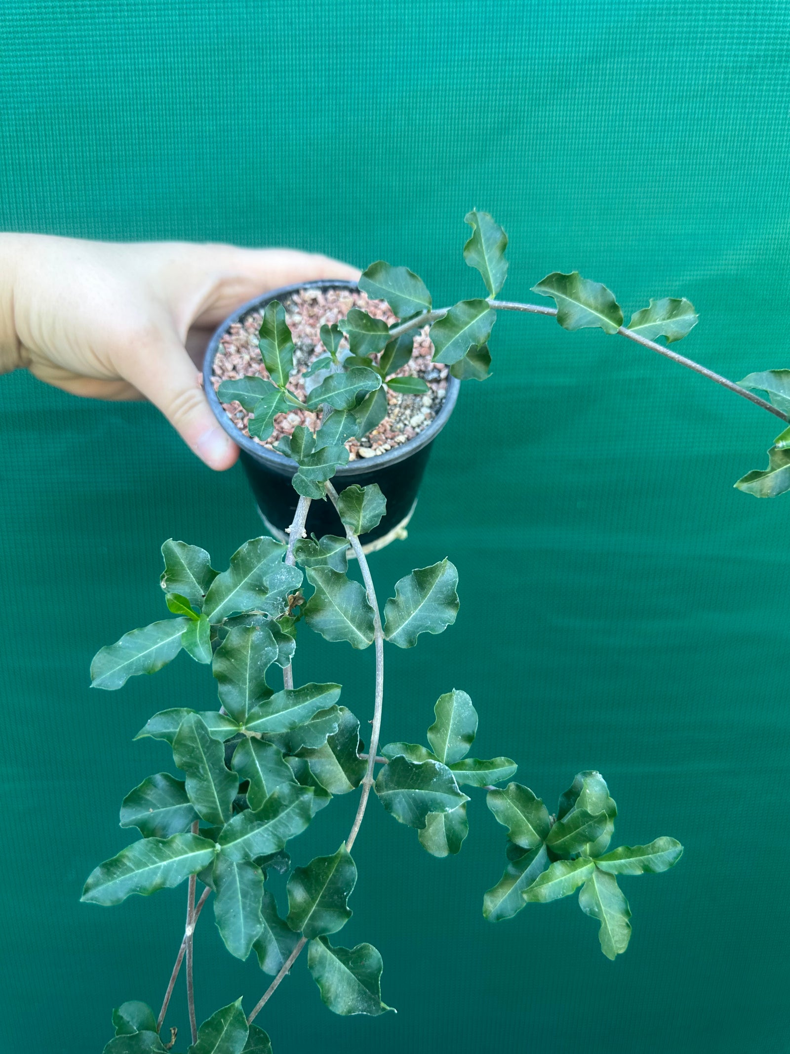 Fockea edulis