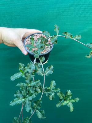 Fockea edulis