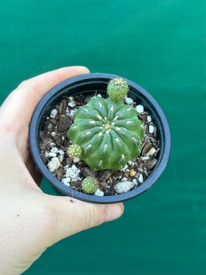 Matucana polzii