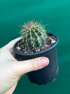 Carnegiea gigantea