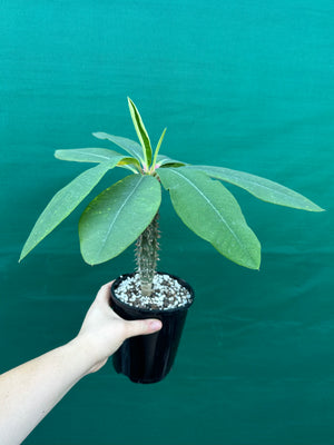 Euphorbia viguieri