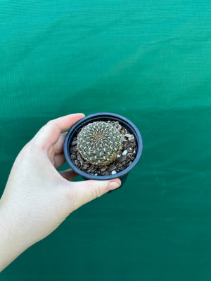 Sulcorebutia arenacea