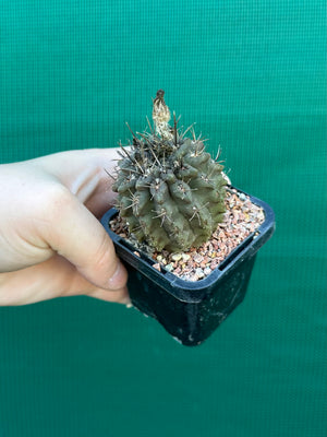 Neochilenia setosiflora