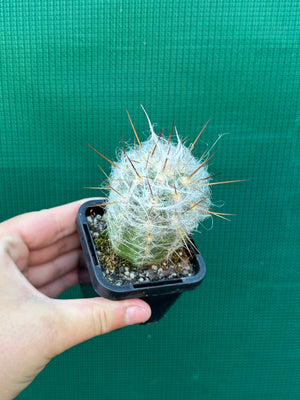 Oreocereus trollii Old Man of the Mountain