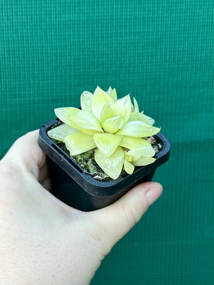 Haworthia xantha ‘Gold’