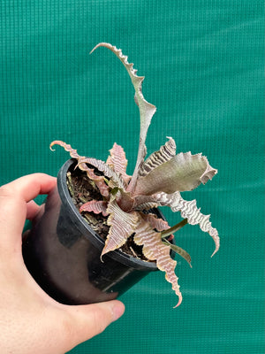 Cryptanthus